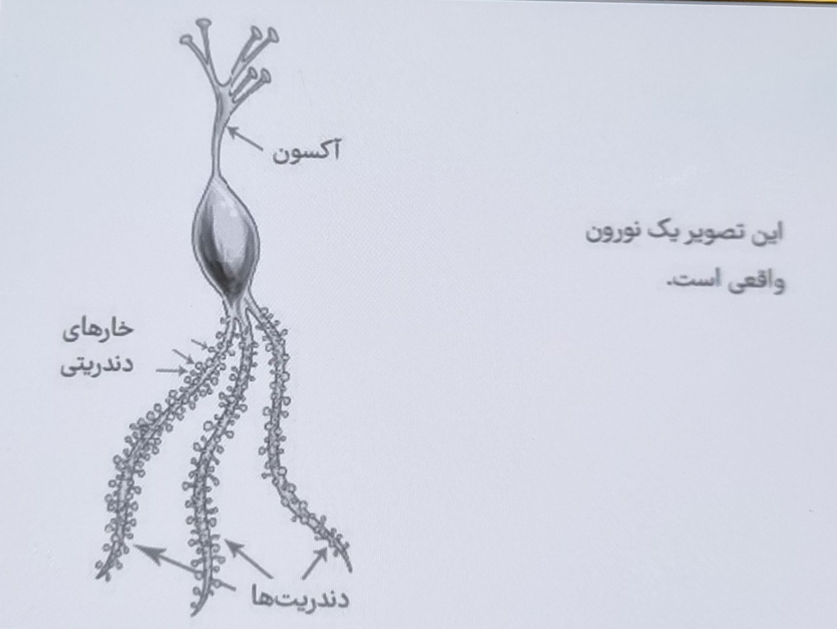 نورون موجود فضایی 2